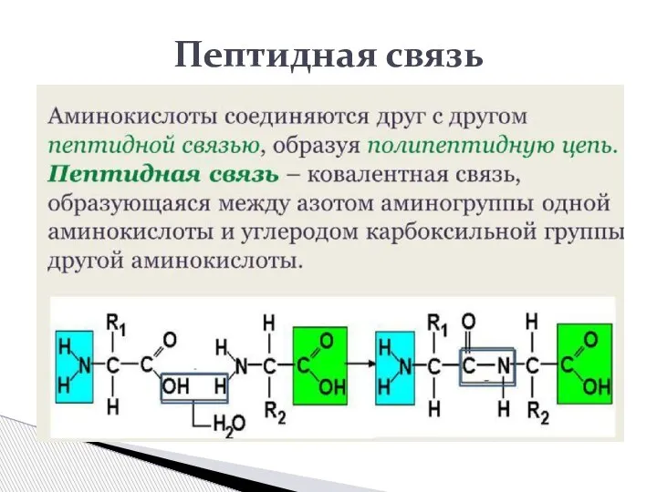 Пептидная связь