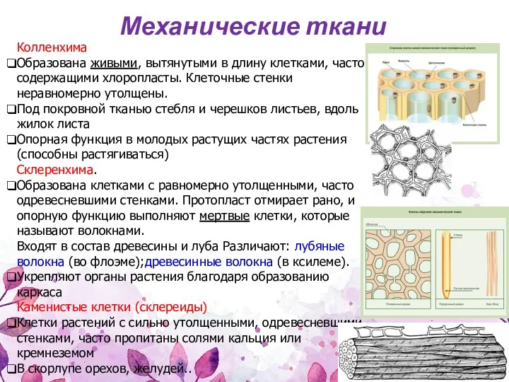 Колленхима Образована живыми, вытянутыми в длину клетками, часто содержащими хлоропласты. Клеточные стенки