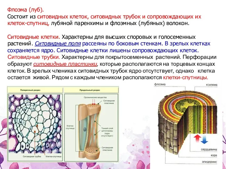 Флоэма (луб). Состоит из ситовидных клеток, ситовидных трубок и сопровождающих их клеток-спутниц,