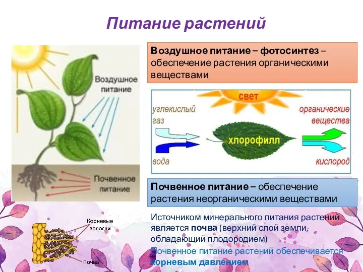 Воздушное питание – фотосинтез – обеспечение растения органическими веществами Почвенное питание –