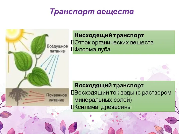 Нисходящий транспорт Отток органических веществ Флоэма луба Восходящий транспорт Восходящий ток воды