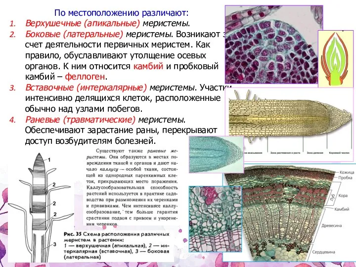 По местоположению различают: Верхушечные (апикальные) меристемы. Боковые (латеральные) меристемы. Возникают за счет