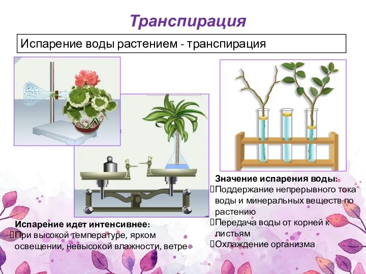 Испарение воды растением - транспирация Транспирация Значение испарения воды: Поддержание непрерывного тока