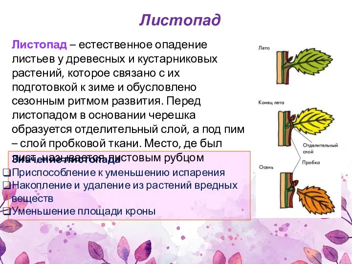 Значение листопада Приспособление к уменьшению испарения Накопление и удаление из растений вредных