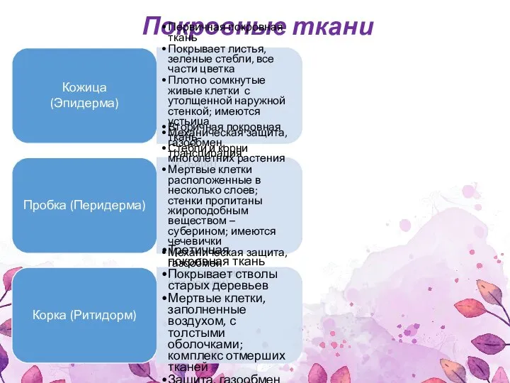 Покровные ткани Кожица (Эпидерма) Первичная покровная ткань Покрывает листья, зеленые стебли, все