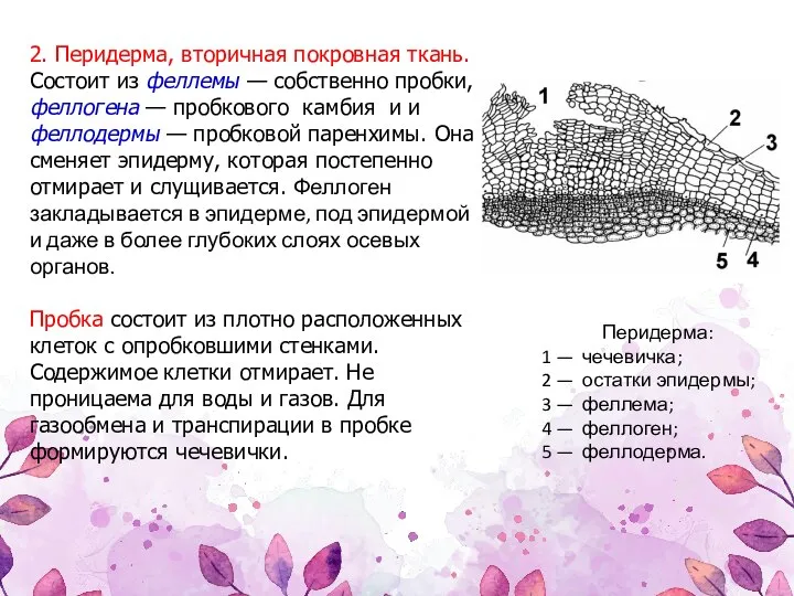 2. Перидерма, вторичная покровная ткань. Состоит из феллемы — собственно пробки, феллогена