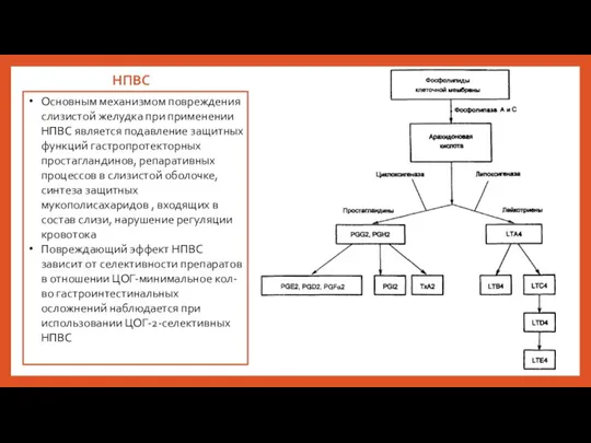 НПВС Основным механизмом повреждения слизистой желудка при применении НПВС является подавление защитных