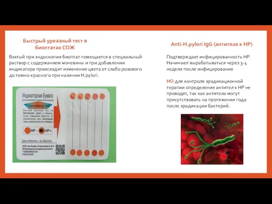 Быстрый уреазный тест в биоптатах СОЖ Взятый при эндоскопии биоптат помещается в