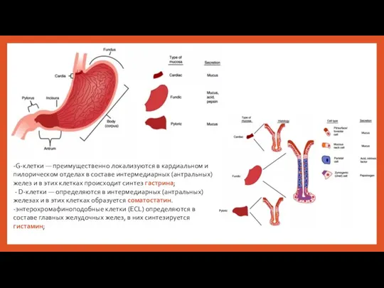 -G-клетки — преимущественно локализуются в кардиальном и пилорическом отделах в составе интермедиарных