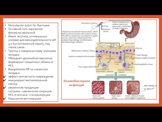 Хеликобактерная инфекция Helicobacter pylori-Гр- бактерия Основной путь заражения фекально-оральный Имеет жгутики, оптимальные