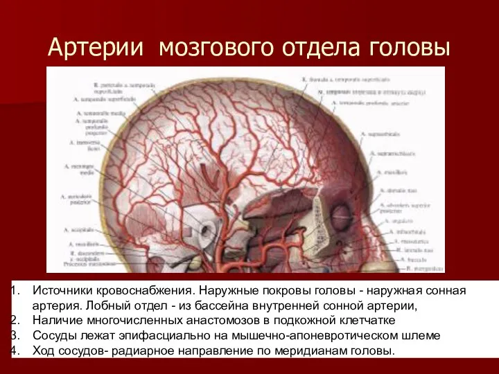 Артерии мозгового отдела головы Источники кровоснабжения. Наружные покровы головы - наружная сонная