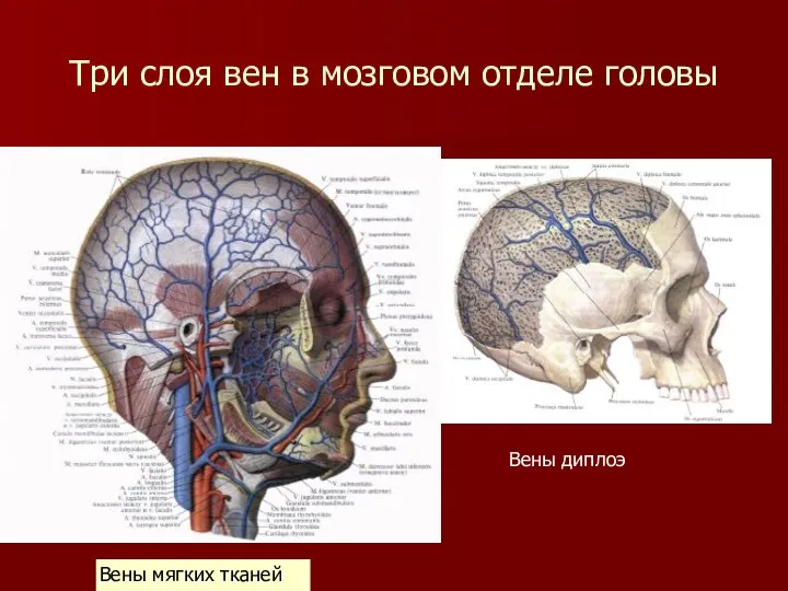 Три слоя вен в мозговом отделе головы Вены мягких тканей Вены диплоэ