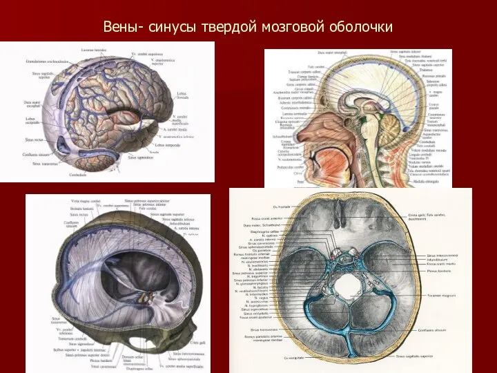 Вены- синусы твердой мозговой оболочки