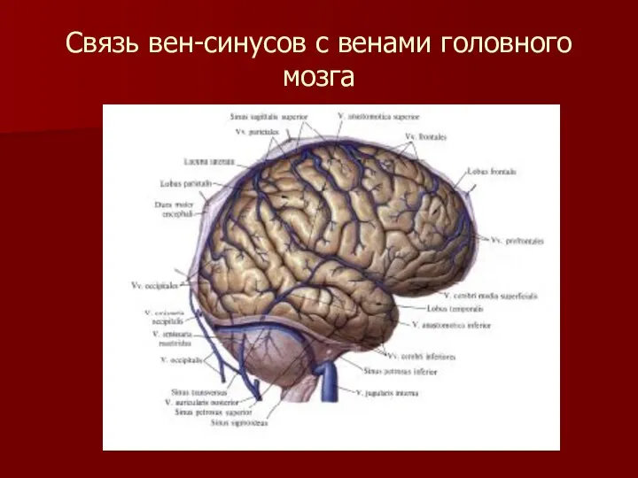 Связь вен-синусов с венами головного мозга