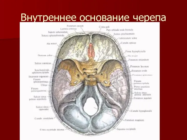 Внутреннее основание черепа