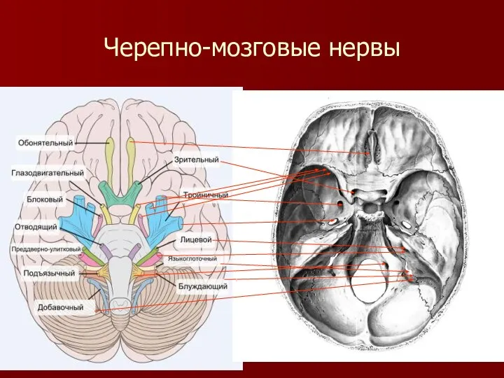 Черепно-мозговые нервы