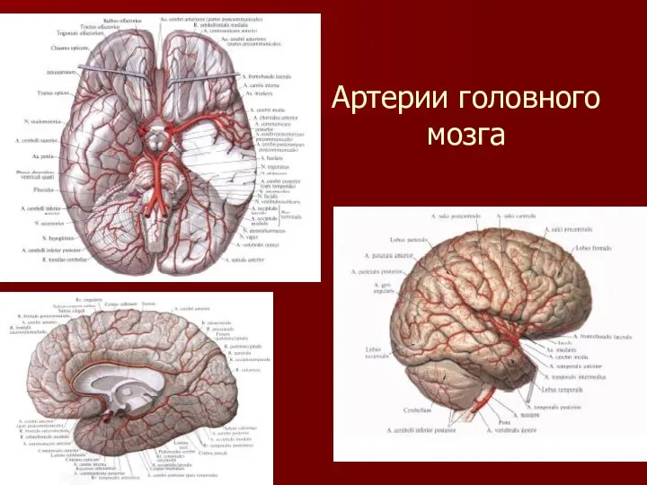 Артерии головного мозга