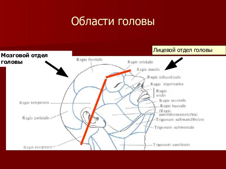 Области головы Мозговой отдел головы Лицевой отдел головы