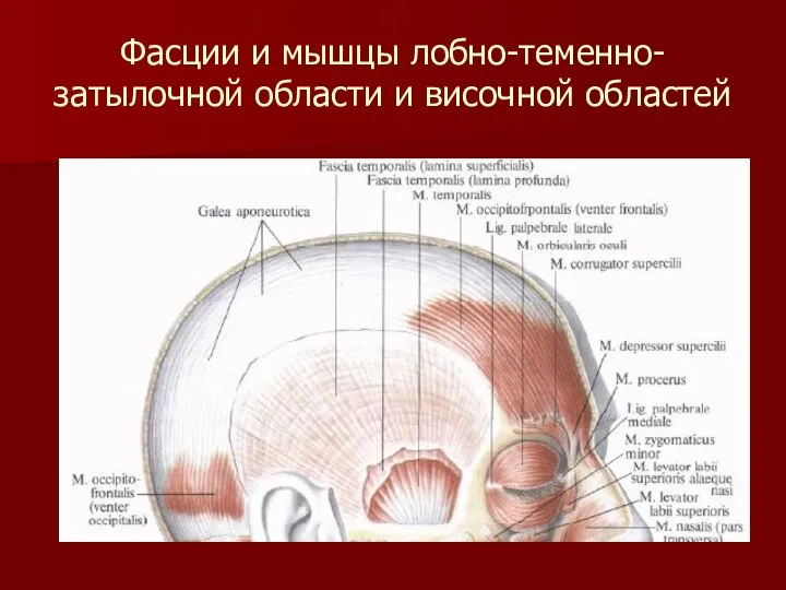 Фасции и мышцы лобно-теменно-затылочной области и височной областей