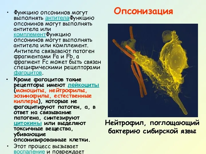 Опсонизация Функцию опсонинов могут выполнять антителаФункцию опсонинов могут выполнять антитела или комплементФункцию