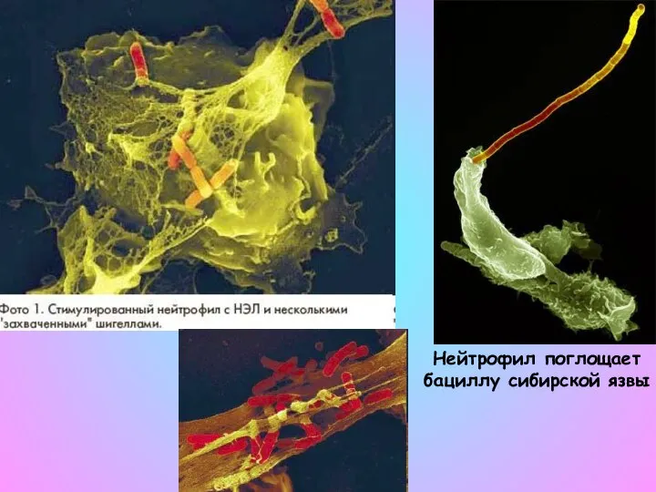 Нейтрофил поглощает бациллу сибирской язвы
