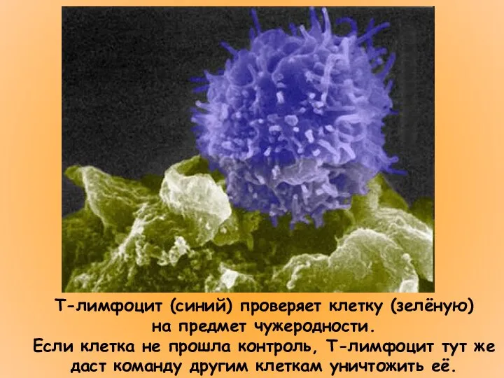 Т-лимфоцит (синий) проверяет клетку (зелёную) на предмет чужеродности. Если клетка не прошла