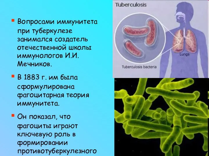 Вопросами иммунитета при туберкулезе занимался создатель отечественной школы иммунологов И.И. Мечников. В