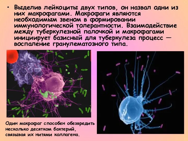 Выделив лейкоциты двух типов, он назвал одни из них макрофагами. Макрофаги являются