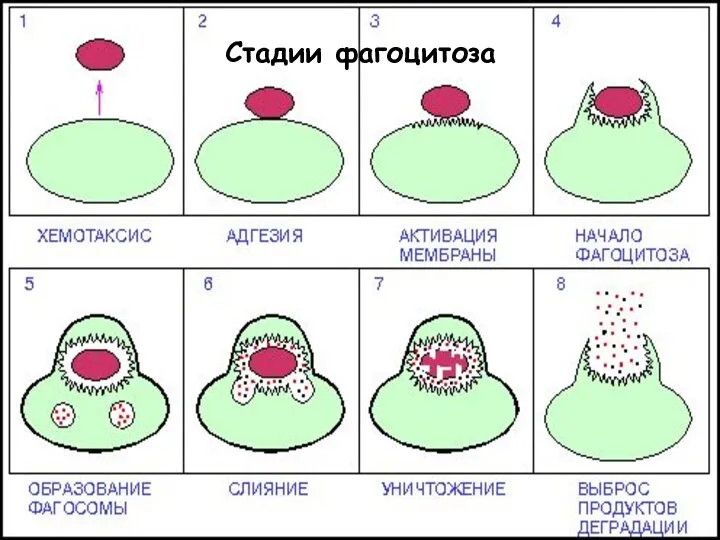 Стадии фагоцитоза