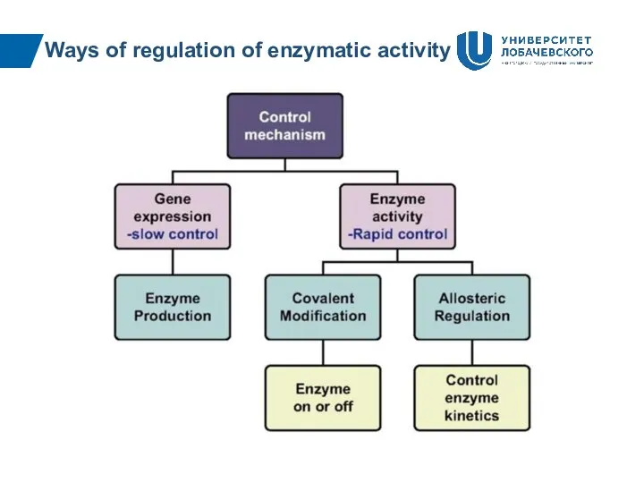 Ways of regulation of enzymatic activity