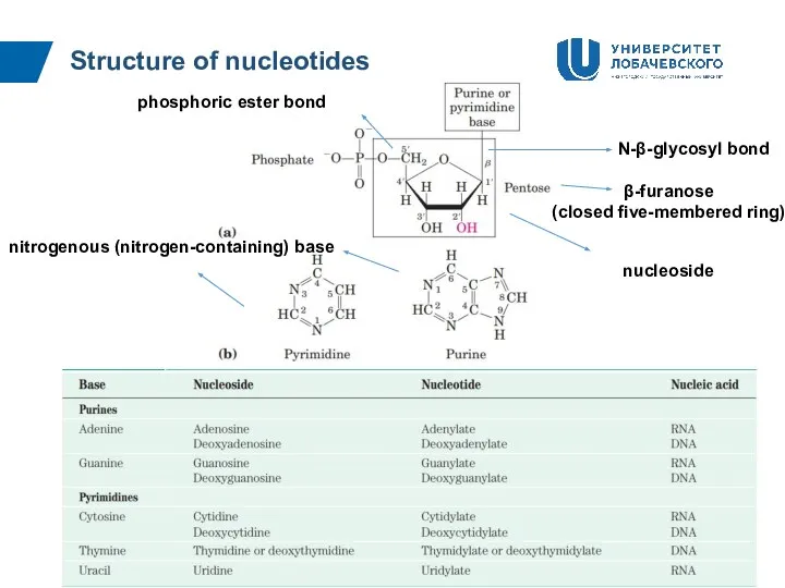 Structure of nucleotides nucleoside nitrogenous (nitrogen-containing) base N-β-glycosyl bond phosphoric ester bond β-furanose (closed five-membered ring)