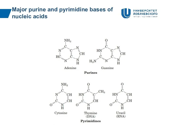 Major purine and pyrimidine bases of nucleic acids