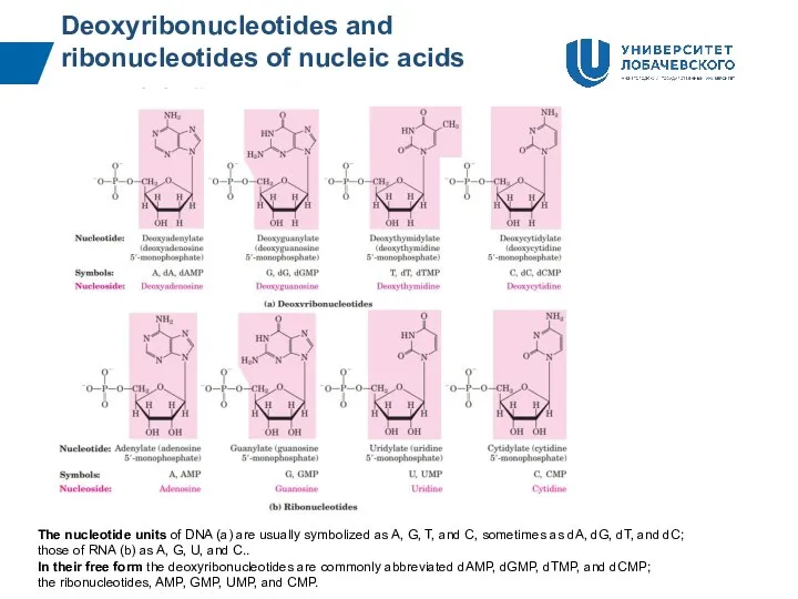 Deoxyribonucleotides and ribonucleotides of nucleic acids The nucleotide units of DNA (a)