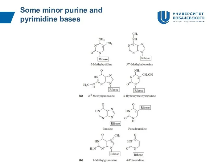 Some minor purine and pyrimidine bases