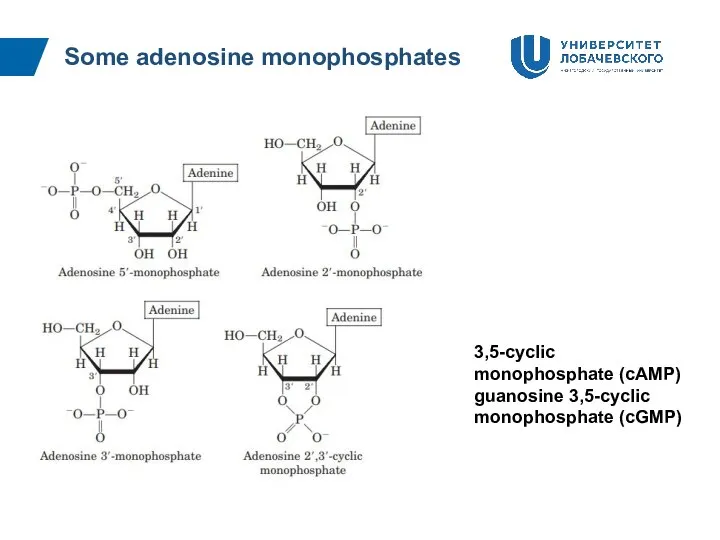 Some adenosine monophosphates 3,5-cyclic monophosphate (cAMP) guanosine 3,5-cyclic monophosphate (cGMP)