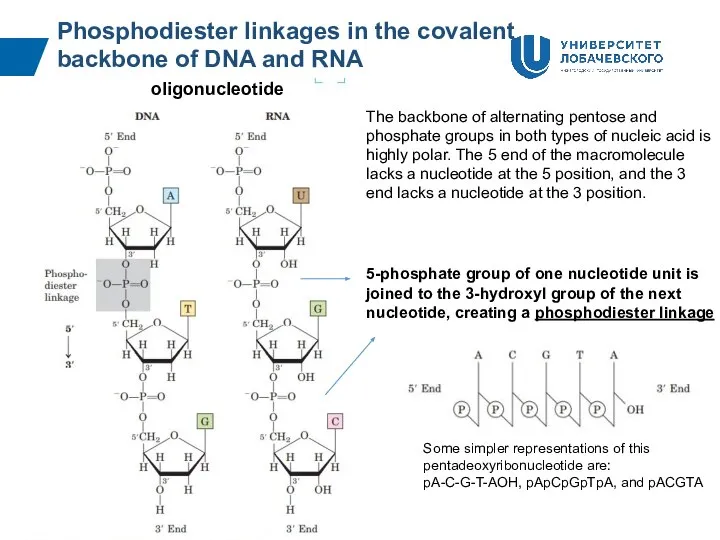 Phosphodiester linkages in the covalent backbone of DNA and RNA The backbone