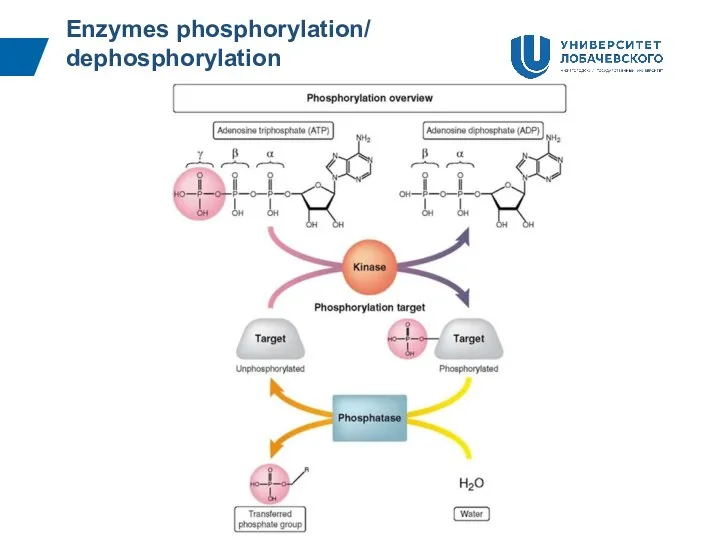 Enzymes phosphorylation/ dephosphorylation