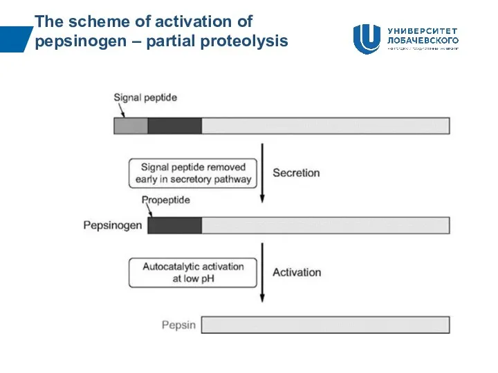 The scheme of activation of pepsinogen – partial proteolysis
