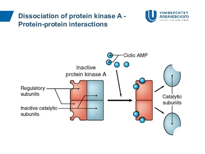 Dissociation of protein kinase A - Protein-protein interactions