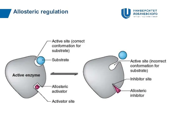 Allosteric regulation