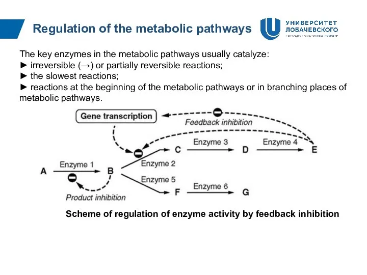 Regulation of the metabolic pathways The key enzymes in the metabolic pathways