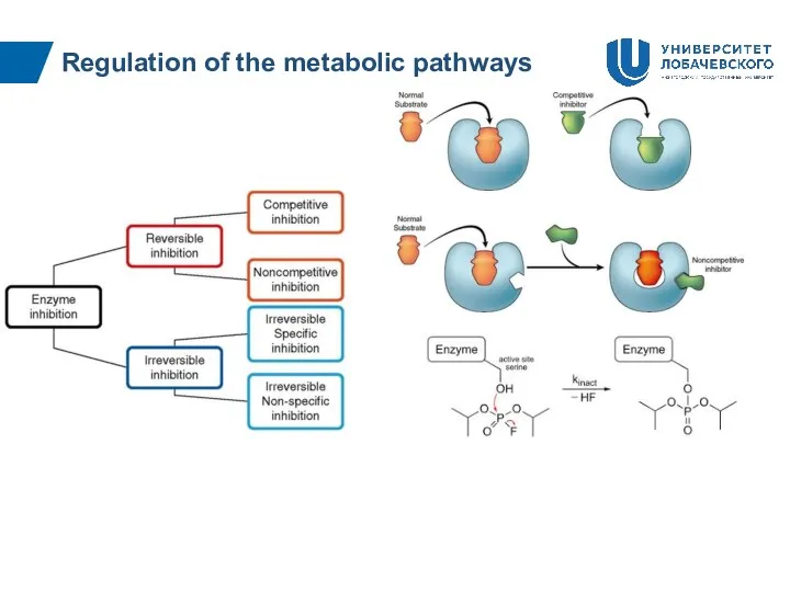Regulation of the metabolic pathways