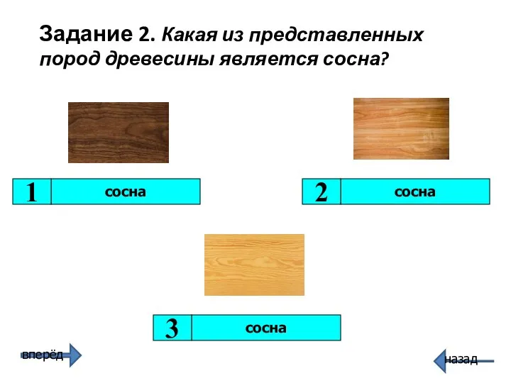 сосна сосна 1 2 сосна 3 Задание 2. Какая из представленных пород древесины является сосна?