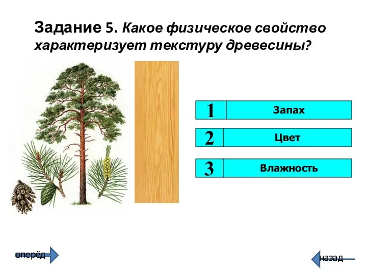 Цвет 1 3 2 Запах Влажность Задание 5. Какое физическое свойство характеризует текстуру древесины?