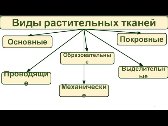 Виды растительных тканей Основные Покровные Проводящие Механические Выделительные Образовательные