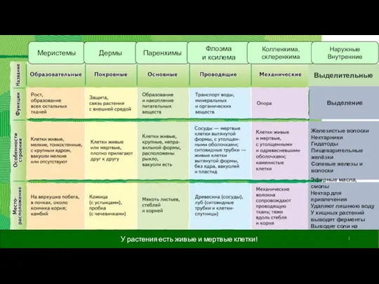 Меристемы Дермы Выделительные Выделение Железистые волоски Нектарники Гидатоды Пищеварительные желёзки Солевые железы