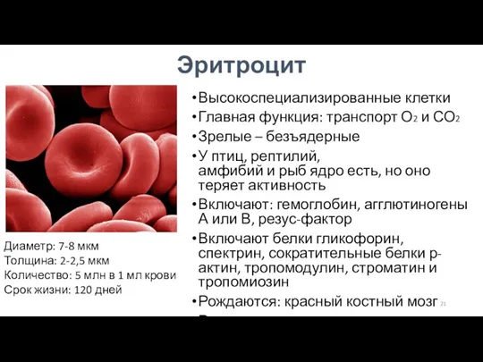 Эритроцит Высокоспециализированные клетки Главная функция: транспорт О2 и СО2 Зрелые – безъядерные