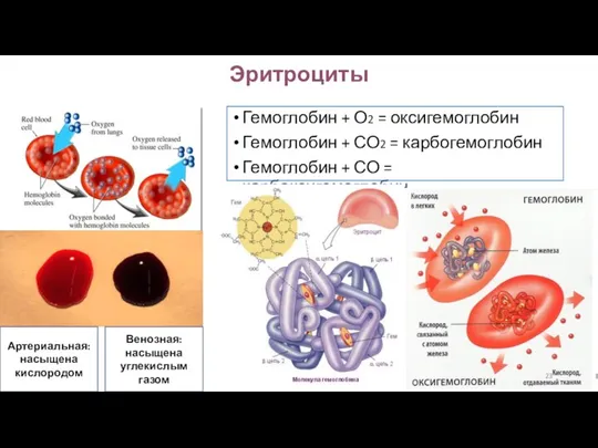 Эритроциты Гемоглобин + О2 = оксигемоглобин Гемоглобин + СО2 = карбогемоглобин Гемоглобин