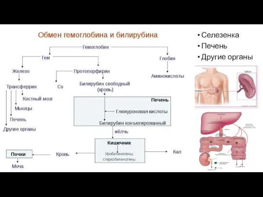 Селезенка Печень Другие органы