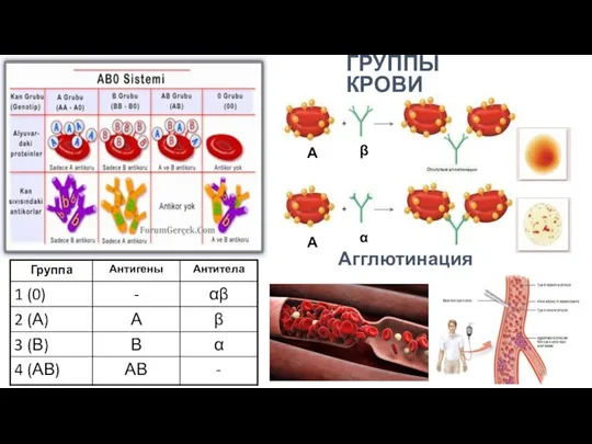 ГРУППЫ КРОВИ Агглютинация А А α β